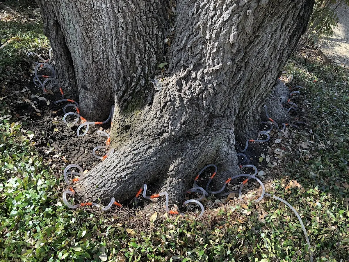 Detailed Tree Cabling and Bracing job site in Tunas