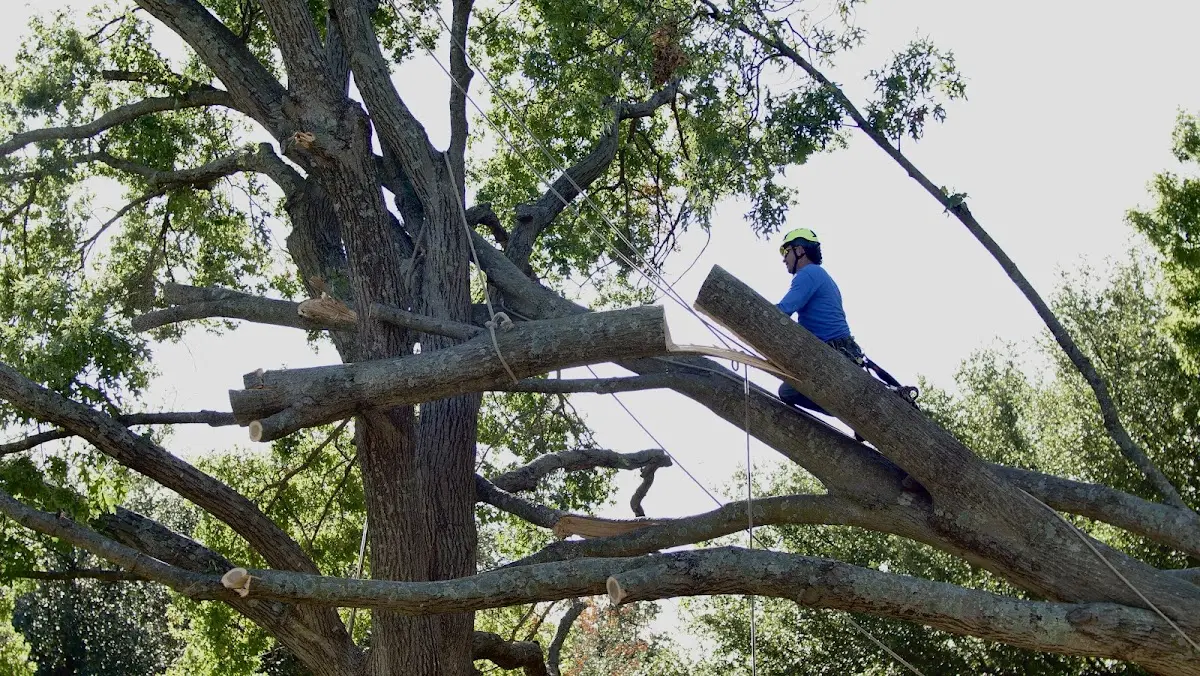 Professional Hazardous Tree Removal performed by certified arborists in Tunas