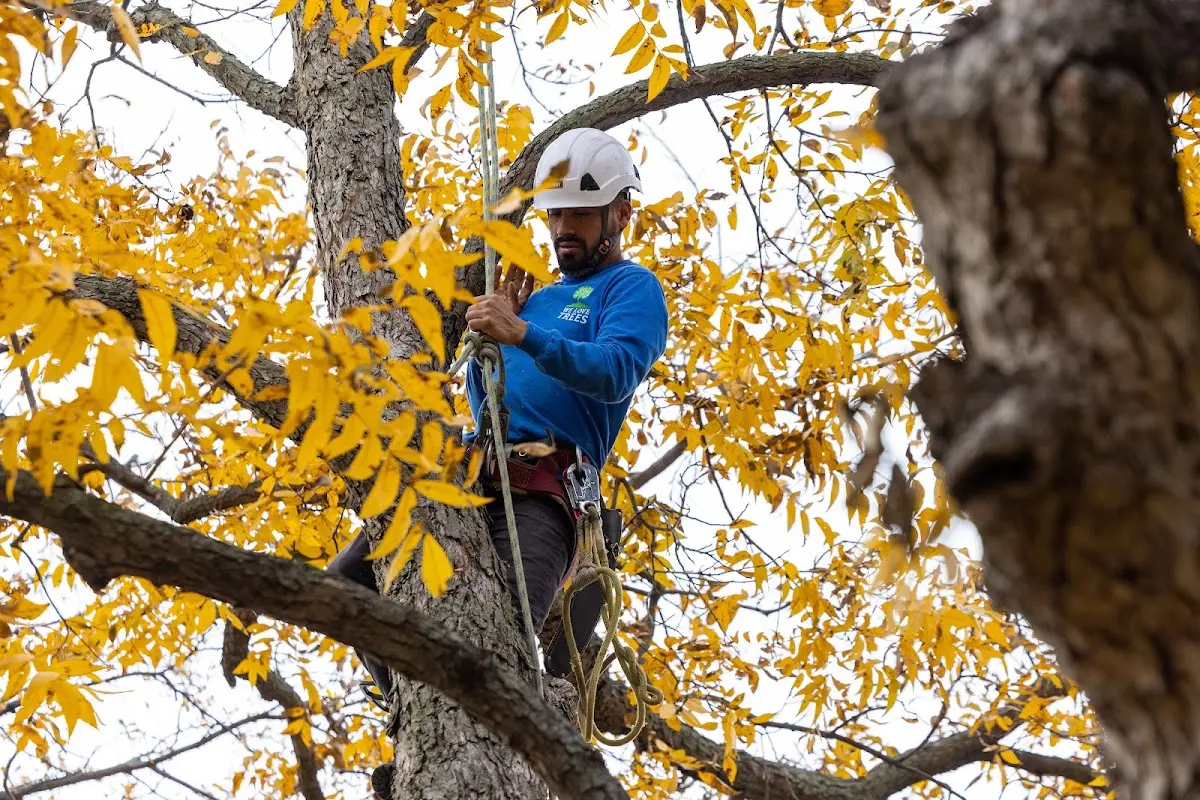 Skilled Storm Damage Cleanup crew working in Tunas