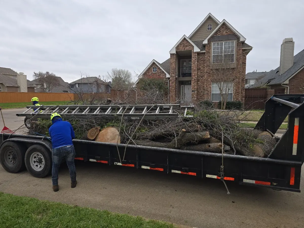 Expert Tree Removal with proper safety equipment in Tunas